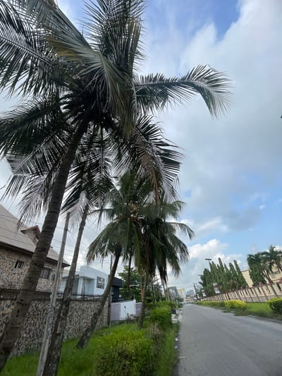 The image shows a street scene in Moba, Nigeria. Several tall coconut palm trees dominate the foreground, obscuring some of the background. Behind the trees are buildings, one with stone cladding and another painted white. A paved road runs along the right side of the frame, bordered by a narrow strip of green vegetation. A line of taller trees or shrubs can be seen along a fence in the background, parallel to the road. The sky is overcast with scattered clouds.
