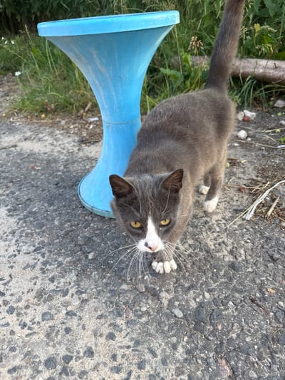 A gray and white cat lies on its back on asphalt, with its paws stretched out and its head looking up towards the viewer. The cat has yellow eyes and long white whiskers. It is partially resting on a large, light blue, horn-shaped object, which appears to be made of plastic. The background shows green grass and some loose debris on the ground, including small stones and twigs. The scene suggests an outdoor setting, possibly in a rural or semi-urban area. The lighting appears to be natural daylight, possibly late afternoon or early evening given the angle of the light, though this cannot be definitively determined. There is no visible text in the image. The cat's posture and expression could be interpreted as playful or relaxed. The overall impression is of a candid moment captured outdoors.