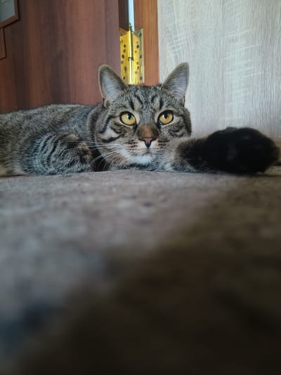 A tabby cat with yellow eyes is lying down, with its head propped up. The cat's tail is visible on the right side of the image. The background consists of a wooden door and a textured wall. The location is in the city of Kalynivka, Ukraine.