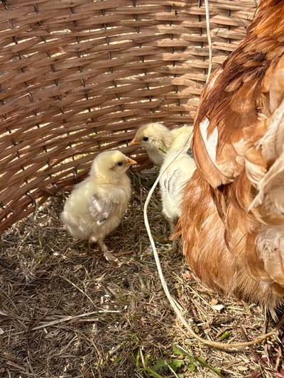 This is a close-up, eye-level, outdoor shot of two yellow chicks and a portion of a brown hen's body, situated within a woven basket structure on dry, grassy ground. The chicks are fluffy and small, with one in the foreground facing to the left and the other in the mid-ground facing to the right. The hen's feathers, predominantly brown and white, are visible on the right side of the frame, partially obscuring one of the chicks. A thin white cord runs diagonally across the scene, originating from the upper right and weaving down between the chicks. The basket, made of interlaced brown material, forms a curved backdrop. The ground is covered with a mixture of dry grass, straw, and some small green shoots. The lighting suggests a sunny day, with dappled sunlight casting shadows. The location is identified as being in the village of Staroye Subkhankulovo, Russia.