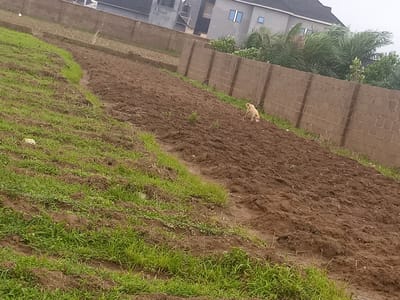 This media file captures an outdoor scene in Katon Rikkos, Nigeria. The primary subjects are a light-colored dog in a plowed field and the surrounding environment. The setting appears to be an agricultural area or a construction site undergoing development, with distinct sections of newly tilled brown earth and areas of green grass. A low brick wall borders the field, with modern buildings visible in the background, including a multi-story structure with blue windows and a dark-pitched roof. Lush green palm trees and other vegetation are interspersed behind the wall, suggesting a tropical or sub-tropical climate.
The dog is positioned in the center-right of the frame, appearing to be sniffing or foraging in the disturbed soil. The activity taking place is unclear, but the dog's posture suggests it is engaged in exploring the terrain. The overall impression of the scene is one of rural or semi-urban development, with evidence of both agricultural activity and construction.
Notable details include the overcast sky, which suggests the time of day could be morning or late afternoon, or simply a cloudy day. The weather appears to be humid, typical of the region. The presence of the buildings and the wall indicates human habitation and development. No visible text is present in the media file.