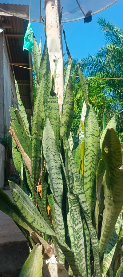 The image shows a cluster of snake plants (Sansevieria trifasciata) growing outdoors, with a white metal pole and a satellite dish visible in the background. The plants are in focus, with their characteristic long, stiff, sword-shaped leaves displaying a pattern of green and lighter green stripes. Some leaves show signs of wear, with browning edges and minor damage.
The environment appears to be a residential outdoor area. Behind the plants, the white pole is weathered and rusty in places. A satellite dish is mounted on top of or near the pole. A teal-colored plastic bag is tied to a wire or string and hangs from an overhead structure, possibly a roof. In the middle ground, a building with a corrugated roof is visible, and beyond that, lush green foliage, including palm fronds, suggests a tropical or subtropical climate. The sky is a clear, bright blue.
The scene is consistent with an outdoor setting in a city like Pulodrienbeukah, Indonesia, where such plants are commonly grown and satellite dishes are a frequent sight. There are no people or animals in the image. The focus is on the botanical subject and its immediate surroundings. The lighting suggests it is daytime, likely sunny, given the bright sky and the shadows cast.