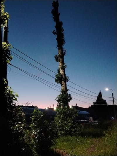 The image depicts a view from a grassy area towards a street scene at dusk. A tall, thin tree with sparse foliage dominates the left side of the frame. Its trunk is rough and appears to have been trimmed or pruned. Several power lines stretch horizontally across the middle of the image, supported by poles that are not fully visible.

In the background, buildings with dark roofs are visible, some of which are illuminated by lights. The sky is a gradient of deep blue at the top transitioning to a pale pink and orange near the horizon, indicating sunset or twilight.

To the right, a street lamp with a bright, lit bulb illuminates a section of the road. Behind the street lamp, a dark, conical evergreen tree stands out against the sky. In the foreground, tall grass and other vegetation are visible, partially obscuring the ground. The overall impression is an urban environment at the end of the day. The presence of streetlights and buildings suggests it is a populated area. The specific location of Yaroslavl, Russia, is not visually evident from the image itself but is provided as contextual information.