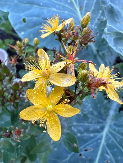 A close-up, eye-level shot captures a cluster of vibrant yellow St. John's Wort flowers in bloom. The flowers, characterized by their five petals and prominent stamen, are the primary focus, with some showing small, dark spots. The foreground features a slightly blurred green foliage and a prominent large, blue-green leaf with visible veins, likely from a different plant, dominating the background. The scene is set outdoors, suggesting a natural environment, possibly a garden or wild area within the city of Vetluzhsky, Russia. There are no people or animals visible in the image.