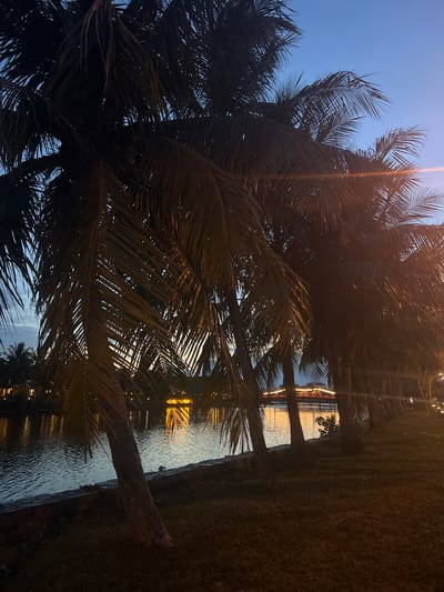 The image depicts a tranquil scene at dusk, with palm trees framing a body of water. The sky is a deep blue, transitioning to a lighter hue near the horizon, suggesting the end of the day. The water reflects the warm glow of lights from a nearby bridge and buildings, creating a shimmering, ethereal effect.

The foreground is dominated by the dark silhouettes of palm fronds, their intricate patterns softened by the low light. Through the foliage, glimpses of the water and the illuminated bridge can be seen. The grass on the right side of the image is dark and lush, also hinting at twilight.

The overall mood is peaceful and serene, evoking a sense of calm and relaxation. The location cues, such as the palm trees and the architecture visible in the reflections, along with the provided context of Hoi An, Vietnam, suggest a tropical or subtropical setting. The time of day is clearly evening, with artificial lights beginning to illuminate the surroundings as natural light fades. No people or specific activities are visible, allowing the viewer to appreciate the natural beauty and the interplay of light and shadow. The scene is devoid of any discernible text.