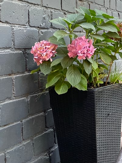 The image shows a close-up view of pink hydrangeas with green leaves placed on a grey, brick-like paved surface. To the right of the hydrangeas, a portion of a dark, woven-textured object, likely an outdoor furniture piece or planter, is visible. The lighting suggests it is daytime, and the overall setting appears to be an outdoor area, possibly a garden or patio. The focus is on the flowers and foliage, with the paved ground and textured object providing a backdrop. There is no visible text. The scene is static, with no activity taking place.
