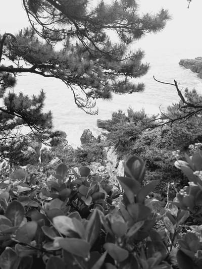 This black and white photograph captures a view of the sea through the branches of pine trees and lush foliage. The foreground is dominated by broad leaves of a plant, some of which are in focus while others are blurred. Behind this, dense green foliage and pine branches form a natural frame. In the midground, rugged rock formations rise from the water, with waves crashing against them. The sea extends to the horizon, meeting a bright, overcast sky. The scene is likely located in a coastal area of Busan, South Korea, possibly a scenic viewpoint like Taejongdae Park, known for its rocky cliffs and pine forests overlooking the ocean. There are no people visible in the image.