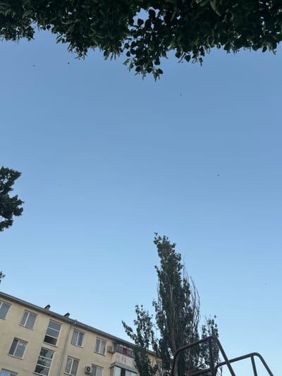 The image is a low-angle shot looking up at a clear, pale blue sky. Several small, dark specks are visible in the sky, which appear to be birds in flight. On the left side of the frame, a dense canopy of dark green leaves from a tree is visible, its branches extending into the upper left corner. On the right side, a tall, thin tree with sparse, wispy branches is seen in the upper right, leaning diagonally across the frame. Beneath this tree, the side of a light-colored, multi-story building is visible, with multiple windows and air conditioning units. The building's facade is textured and appears somewhat aged. In the far upper right corner, a portion of a dark, angular structure, possibly a basketball hoop or similar apparatus, is cut off by the frame. The overall scene suggests an outdoor urban or suburban setting on a clear day, likely during daylight hours. There is no visible text in the image.