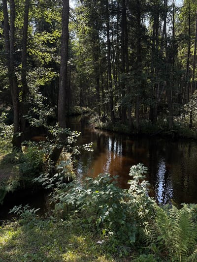 The image depicts a narrow, dark-water river flowing through a dense forest. The riverbanks are heavily overgrown with lush green vegetation, including ferns and bushes, which are illuminated by dappled sunlight filtering through the canopy of tall trees. The trees are predominantly coniferous, with thick trunks and dense foliage, creating a shaded and somewhat somber atmosphere. The water's surface reflects the surrounding greenery and the sky, creating a shimmering effect. The overall impression is one of a secluded and natural landscape within the city of Ilyichyovo, Russia. There are no people or animals visible in the image.
