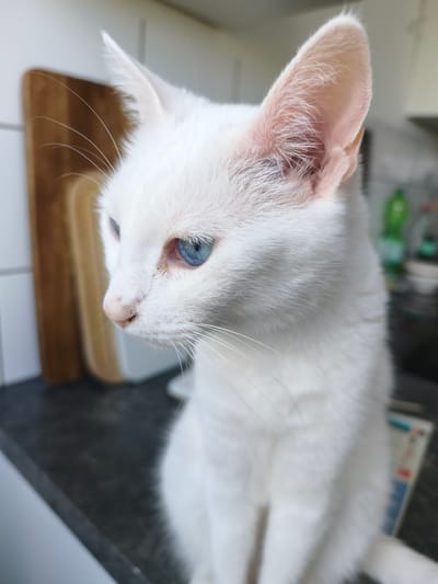 A white cat with striking blue eyes is the subject of this close-up, indoor photograph. The cat is positioned in profile, facing left, with its head angled slightly downwards. Its fur appears soft and clean, and its ears are erect and attentive. The background is blurred, suggesting a shallow depth of field, but hints of kitchen countertops, a wooden cutting board, and possibly some bottles or containers are discernible. The lighting appears natural, coming from an unseen source to the right of the frame, illuminating the cat's face and fur. The image quality is good, with sharp focus on the cat's face, particularly its eyes and nose. The overall mood of the photograph is serene and observant. There is no indication of the location within the city of Kerpen, Germany, in this image.