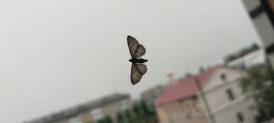 A moth is resting on a windowpane, its wings spread open. The moth is dark brown and appears to be camouflaged against the hazy, overcast sky visible through the window. In the background, out of focus, are buildings with red roofs and trees, suggesting an urban or suburban setting. The overall scene is mundane and unremarkable. The location of Volchansk, Russia, is not visually evident from the image itself, as it lacks specific landmarks or identifying features.