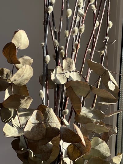 The image is a close-up, eye-level shot of dried eucalyptus leaves and pussy willow branches arranged as a decorative display. The subjects are predominantly brown and beige, with some muted green undertones visible on the eucalyptus leaves. The pussy willow branches are thin and dark, adorned with small, fluffy, light-colored buds. Sunlight streams in from the right, casting shadows across the leaves and branches, creating a play of light and shadow. The background is a plain, light-colored wall, with a portion of what appears to be a window frame or vertical blind visible on the far right. There are no people or animals present in the image, and no discernible action is taking place. The scene suggests an indoor setting, possibly a home or a florist shop, given the arrangement of dried botanical elements. The image is devoid of any specific identifying features that would place it in Pushkino, Russia.