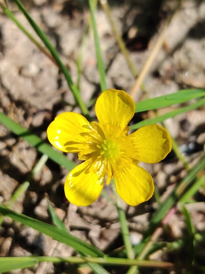 The media file is a close-up, top-down photograph of a single, bright yellow buttercup flower. The flower has five petals, which are slightly glossy, indicating they may be wet or have a waxy coating. The center of the flower is a cluster of green stamens. The flower is positioned in the lower center of the frame, with its petals fanning outwards.
Surrounding the flower are blades of green grass, some of which are in sharp focus while others are blurred, creating a shallow depth of field. The background is composed of dry, earthy ground with small pebbles and dirt, also blurred. The lighting suggests it is daytime, likely sunny, given the bright illumination of the flower and the distinct shadows cast by the grass. There are no people or text visible in the image. The overall impression is a vibrant, natural scene, capturing the simple beauty of a wildflower. The location context of Dolgoprudny, Russia, suggests this could be a common sight in a field, park, or garden in that region during the blooming season.