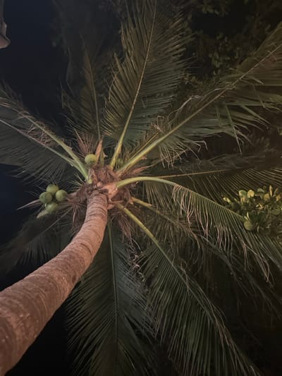 The image depicts a low-angle, upward-looking view of a coconut palm tree at night in Tambon Ko Tao, Thailand. The tree's sturdy, brown trunk occupies the lower-left portion of the frame, curving slightly to the left as it extends upwards. The crown of the tree, visible at the top and right, features numerous long, green palm fronds radiating outwards. Clusters of immature green coconuts are visible near the base of the fronds; a group of four to five coconuts is present on the left side, and at least one is visible towards the center-right. The background is predominantly dark, indicating nighttime, with some faint illuminated foliage visible on the far right. Artificial light sources, not visible in the frame, illuminate portions of the palm tree's trunk and fronds from below, highlighting their textures and colors against the dark sky. No individuals or man-made structures are discernible within the immediate vicinity of the tree.