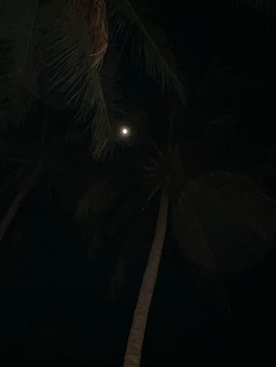 A nighttime photograph captures a moonlit sky peeking through the fronds of palm trees. The scene appears to be set in Legonipah, Indonesia, a location known for its tropical climate and coastal regions. The moon, a luminous orb, is visible in the upper central portion of the image, casting a soft glow through the dense foliage. The palm trees, with their distinctive silhouettes, dominate the frame, their leaves creating a natural canopy against the dark sky. The image evokes a sense of tranquility and the serene beauty of a tropical night.