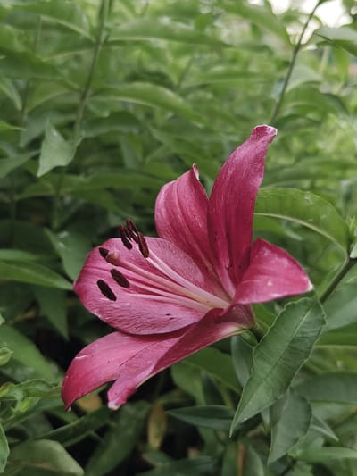 The image shows a close-up, side-view of a pink lily flower with dark brown stamens, set against a background of blurred green leaves. The flower has several large, velvety petals that curl outwards, revealing the central reproductive parts. The overall lighting suggests an overcast or shaded outdoor environment. There is no indication of any urban setting or specific location in Семилетка, Russia; it appears to be a naturalistic scene.