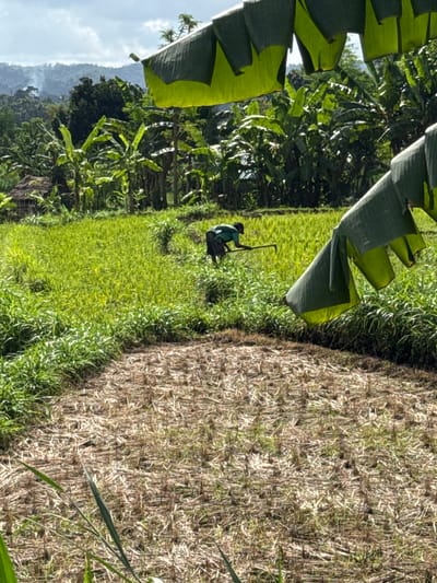 In Sidemen, Indonesia, a farmer is seen working in a vibrant green rice paddy, meticulously cultivating the land with a hoe. The foreground of the image is dominated by a harvested field, its dry stalks creating a textured contrast to the lush greenery. Towering banana trees, their broad leaves forming a natural canopy, frame the scene, with some of their large leaves hanging down in the foreground, creating a sense of depth and natural beauty. In the background, rolling hills and mountains rise majestically, partially shrouded in mist and haze, hinting at the sprawling natural landscape surrounding the village. A traditional thatched hut can be seen nestled amongst the trees, adding a touch of local architecture to the picturesque rural setting. The overall atmosphere of the image is one of serene rural life, capturing the essence of agricultural practices in this beautiful Indonesian landscape.