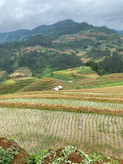 The image depicts a panoramic view of the Pung Luong rice terraces in Vietnam. The foreground is dominated by flooded rice paddies, with rows of young green rice sprouts emerging from the muddy water. The paddies are arranged in concentric, stepped layers, indicative of traditional agricultural practices on steep terrain. In the mid-ground, more terraced fields display a patchwork of green and brown, with some areas appearing recently tilled and others showing established crops. Small, simple structures, possibly farmhouses or storage sheds with corrugated metal roofs, are scattered among the terraces.

The background consists of lush, green mountains covered in dense forests and interspersed with more terraced fields and scattered small villages. The undulating landscape stretches towards the horizon, where it meets a cloudy, overcast sky. The overall impression is one of rural tranquility and the harmonious integration of human agriculture with the natural environment. There are no people visible in the image.
