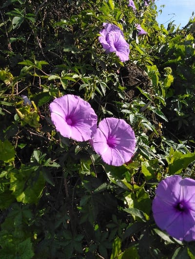 The image depicts a dense growth of vegetation, located in Ban Naduan, Laos. Approximately five distinct purple, trumpet-shaped flowers, consistent with morning glory varieties, are visible amidst a thick matrix of green leaves and intertwining vines. Two prominent flowers are sharply focused in the lower-center, exhibiting a vibrant purple coloration with deeper pinkish-purple centers. Additional flowers are observable in the mid-ground and background, partially obscured by foliage and varying in focus. Natural sunlight, appearing to originate from the upper right, illuminates the scene, creating bright highlights on the leaves and casting shadows within the denser areas of vegetation. Patches of dark soil are interspersed among the greenery. A small segment of clear blue sky is visible in the upper right corner of the frame. No human figures, animals, or artificial structures are present.