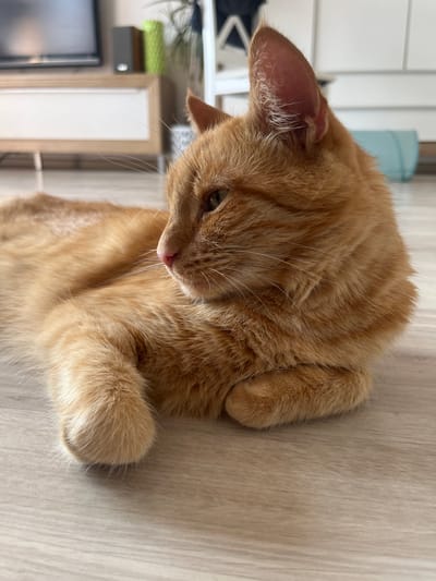 An orange tabby cat is lying on a light-colored wooden floor in an indoor setting. The cat is positioned on its side, with its front paws tucked underneath its body. Its head is turned to the left, with its gaze directed downwards. The background is slightly out of focus, showing a white cabinet and a glimpse of a television on a wooden stand to the left. The lighting appears to be natural, coming from a nearby window. The overall impression is of a relaxed domestic scene. This image was taken in Zabrze, Poland.