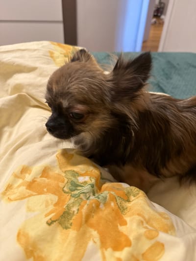 A long-haired Chihuahua puppy is lying on a bed. The puppy has brown and tan fur, with a black nose and dark eyes. It is looking to the left of the frame. The bed has a yellow and white floral patterned sheet and a teal colored blanket. The background is blurred, but appears to be a room with a doorway and wooden flooring. The image was taken indoors, and there are no visible indications of its location within the city of Oslo, Norway.