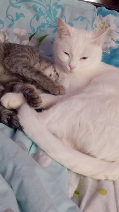 The image shows two cats sleeping on a patterned blanket. One cat is white with its eyes partially closed, appearing sleepy or content. The other cat is gray and white tabby, curled up next to the white cat. The tabby cat's paws are visible, with dark pads. The blanket has a light blue background with a floral or paisley-like pattern in teal and white. The scene suggests a peaceful moment of rest indoors. There is no visible text in the image. The time of day and weather are not discernible from the image. The location context provided is Baksan, Russia, but there are no specific visual cues within the image to confirm this location. The cats' relaxed postures and closed eyes indicate they are likely sleeping or very drowsy.