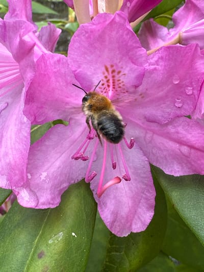 A close-up, high-angle photograph captures a fuzzy bee nestled deep within a vibrant pink or purple flower. The bee, displaying a mix of dark brown/black and yellowish-orange fur, is positioned centrally, likely engaged in collecting nectar or pollen. Its antennae are visible, pointing towards the flower's interior.
The large flower exhibits broad petals with subtle textures and several small, glistening water droplets, suggesting recent rain or dew. Within the bloom, numerous prominent pink stamens with dark anthers and a longer, curved pink pistil are visible. One of the inner petals features a distinctive pattern of reddish-brown spots or speckles, characteristic of some rhododendrons.
Surrounding the main flower are other parts of the plant, including additional petals and large, dark green leaves with visible veins, forming a natural backdrop. The scene is illuminated by natural daylight. The image portrays a moment of natural activity, emphasizing the intricate details of the flower and the bee. This photograph was taken in Wisła, Poland. There is no visible text in the image.