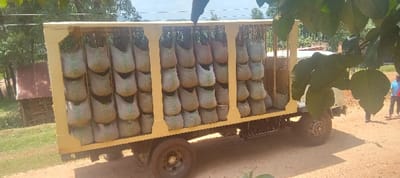 A yellow truck is loaded with gray bags containing plants, possibly saplings or seedlings, arranged in rows and columns. The truck's bed is enclosed by a frame structure to secure the bags. The setting appears rural, with a dirt road, vegetation, and a building in the background. A person is partially visible near the truck. The scene suggests transportation of plants for agricultural or reforestation purposes.