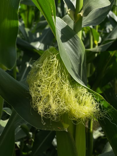 This is a close-up, eye-level, outdoor shot of corn silks on a corn stalk. The corn silks are a bright yellow-green and are densely packed, forming a fluffy mass. The surrounding corn leaves are a deep green and appear healthy. The lighting suggests it is daytime, with sunlight casting shadows on the leaves. The image is in sharp focus on the silks and a portion of the stalk and leaves, with the background softly blurred, indicating a shallow depth of field. The scene depicts a natural element of agricultural growth. The location is confirmed as Perevoznoe, Russia.