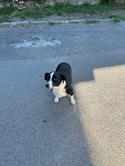 A black and white dog stands on an asphalt road with grass and a low stone wall to the left. The dog faces the camera and appears to be looking slightly upward. Sunlight casts a shadow diagonally across the road from the right. The environment suggests a rural or suburban setting.