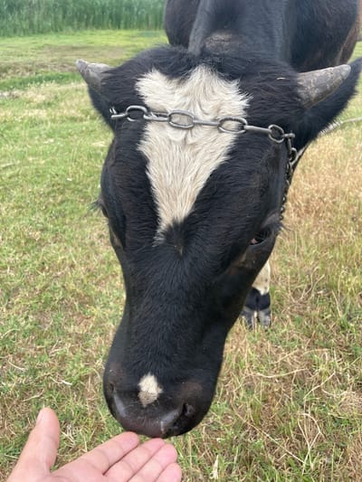 A black and white cow with a chain around its neck is the subject of this close-up, eye-level shot. The cow's head is angled downwards, towards a human hand that is outstretched towards its nose. The cow has a distinctive white marking on its forehead in the shape of an inverted heart. Its eyes are dark and appear to be looking down at the hand. The cow's horns are short and pointed. The background is a grassy field with some dry, yellowed grass. The image appears to be taken outdoors on a cloudy day. The location is specified as Manta, Moldova.