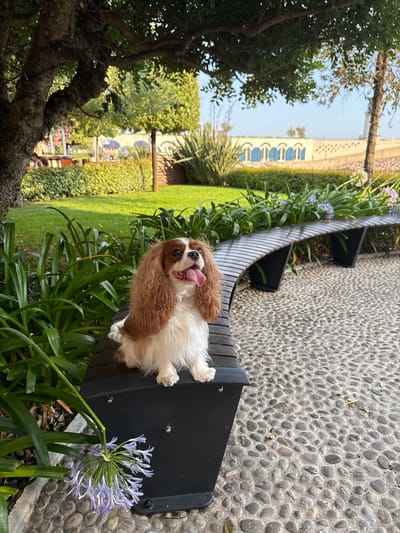 A Cavalier King Charles Spaniel dog with white and tan fur sits on a dark bench in a park. The dog is panting with its tongue out and looking to the right. The bench is curved and made of dark wood slats with black legs. The ground is paved with small, grey pebbles. Behind the bench, there is lush green grass, tall green plants, and a tree on the left. In the background, there is a light-colored wall with arched openings and blue windows, and the sky is a clear blue. The scene is in Radovići, Montenegro.