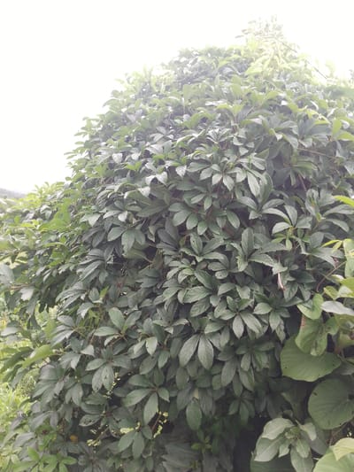 A dense, leafy green tree occupies the frame, its foliage filling the majority of the image. The leaves are varied in size and shape, with some appearing to be compound leaves. The branches are thick and woody, supporting the abundant growth. The background is a bright, blown-out sky, suggesting an overcast day or a bright, unlit area. To the lower left, glimpses of more distant, lighter green foliage and what appears to be a mountainous landscape are visible. There are no people or discernible man-made objects in the image. The scene appears to be a natural outdoor environment, possibly a forest or a heavily vegetated area within Balewa, Nigeria.