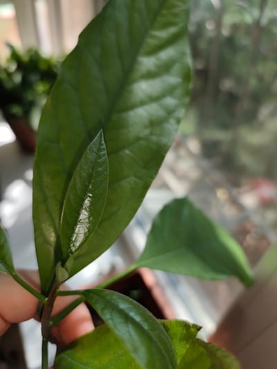 A close-up, high-angle shot shows a small green plant with several leaves. One large leaf is in the foreground, dominating the center of the frame. A smaller, newer leaf is growing out from the center of the large leaf. The plant is held by a person's fingers on the left side of the frame, with the stem visible. The background is blurred, showing a window with light filtering through, indicating an indoor setting. The plant appears healthy and is likely in a pot, partially visible at the bottom right. The overall lighting suggests natural light from a window. The scene does not depict any specific location in Fergana City, Uzbekistan, or any identifiable landmarks.