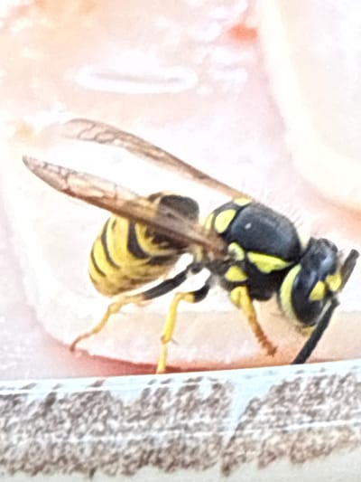 A side profile close-up shot shows a yellow and black striped wasp in the Municipal Unit of Meliteieis, Greece. The wasp is in focus, with its wings and segmented body clearly visible. The background is a soft, blurred pink and white, suggesting a flower or other organic material. The wasp is positioned on a rough, textured surface, possibly wood or stone.