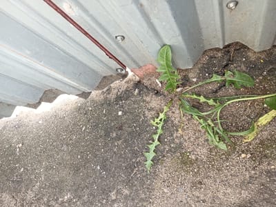 The image shows a close-up view of the ground next to a corrugated metal wall in Furmanov, Russia. The ground is a mixture of concrete and loose sand and dirt, with several weeds growing in the soil. The metal wall appears to be part of a building or fence, and it is attached to the ground with bolts. There are no people or animals visible in the image. The lighting suggests it is daytime.