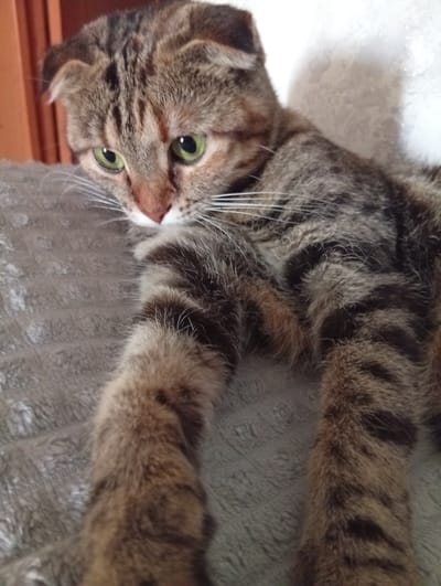 A close-up, vertical, eye-level shot shows a tabby Scottish Fold cat lounging on a textured grey blanket. The cat has green eyes, folded ears, and a tabby pattern of brown and black stripes on its fur. Its front paws are extended forward, and its body is partially visible, suggesting it is lying down. The background is blurred, with a hint of a wooden surface on the left and a white, textured surface on the right. The image appears to be taken indoors. There is no indication of the city of Ruzaevka, Russia, or any other specific location.