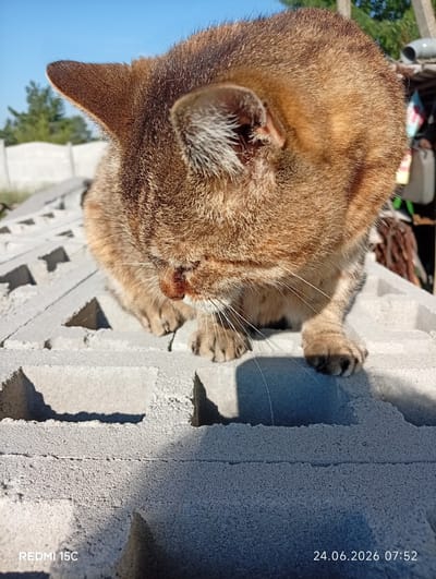 A brown tabby cat is perched on a stack of cinder blocks outdoors under a clear blue sky. The cat is facing down, its head lowered as if grooming or examining something on the blocks. Its fur is a mix of brown and black stripes, and its ears are perked up. The cinder blocks are rough and gray, with visible holes. In the background, there are some trees, a white fence, and what appears to be a small shed or structure. The overall scene suggests an outdoor, possibly rural or semi-urban setting. The timestamp "24.06.2026 07:52" is visible in the bottom right corner, and "REDMI 15C" is in the bottom left.