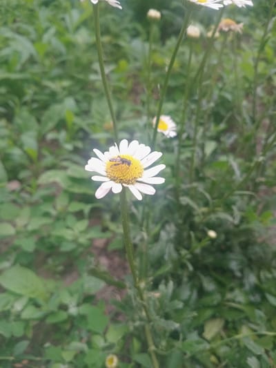 A close-up, eye-level shot shows a single daisy with a bee on its yellow center. The daisy's white petals are clearly defined, and the bee is small and dark, with visible stripes. The background is a blur of green foliage, suggesting a natural outdoor setting. The lighting is soft and natural. The image does not contain any information about its specific location in Jıbek joly, Kazakhstan.
