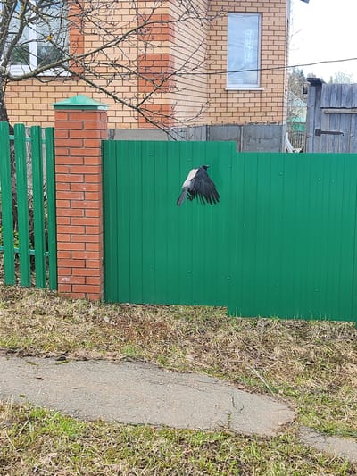 The image depicts a scene in Krasnogorskoye, Russia. A bird with black and white plumage is in flight against a green metal fence. To the left of the fence is a brick building with a window and bare tree branches in front. A brick and green metal structure runs along the bottom of the fence. To the right of the fence is a grassy area and a concrete pathway.