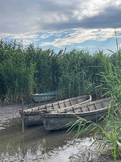 Three small boats are moored in shallow, muddy water next to a dense wall of tall green reeds. The two boats in the foreground are made of weathered wood and are tied to a post with chains. The boat on the left has the letters "CH 08" visible on its side. The third boat, painted a teal green, is further back and appears to be smaller. The sky above is partly cloudy with patches of blue sky. This scene is located in the city of Manta, Moldova.