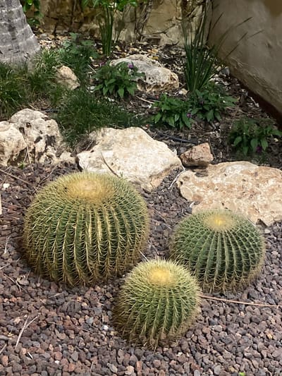 A low-angle shot captures a desert garden landscape with three barrel cacti of varying sizes planted in dark, coarse gravel. The largest cactus is in the foreground left, followed by a medium-sized one to its right and a smaller one in the center. The cacti are spherical with prominent ribs and covered in light-colored spines. Behind the cacti, large light-colored rocks are scattered among sparse green foliage and dry leaves. A large tree trunk is visible in the upper left corner, and a textured wall forms the background on the right. The scene appears to be illuminated by artificial light, suggesting it is nighttime or a dimly lit area.