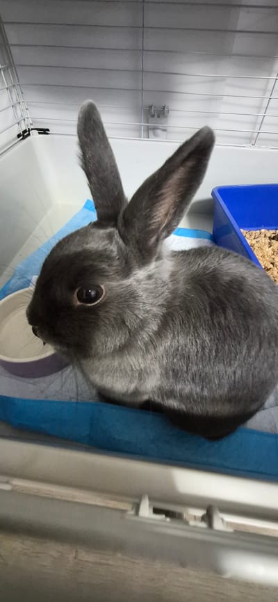 A domestic rabbit with gray fur is shown from a high angle in a close-up shot. The rabbit is inside a cage with white bars on the left and right sides. A blue tray filled with pellet bedding is visible in the upper right corner, positioned above a blue and white disposable pee pad. The rabbit's head is turned to the left, with one ear flopped down and the other erect. Its large, dark eye is looking towards the viewer. The rabbit appears calm. The lighting suggests an indoor setting, possibly during the daytime, with no indication of specific weather conditions or time of day beyond that. No text is visible in the image. The location context of Ussurijsk, Russia, is provided but cannot be visually confirmed from the image itself.