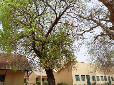 The image shows a large tree with green leaves, its branches extending towards the sky. The tree is in the foreground, with a building partially visible behind it. The building appears to be made of concrete and has a corrugated metal roof. There are several windows in the building, which are painted blue. The building appears to be a school or office. The tree is located in Rumde Waziri, Nigeria, at latitude: 9.185 and longitude: 12.521. The sky is clear and the sun is shining. There are no people in the image. The scene is peaceful and tranquil. The tree provides shade for the building. There is a clear view of the sky. The tree appears healthy and well-maintained. The building is in good condition. The image was taken during the daytime. The image is taken from a low angle.