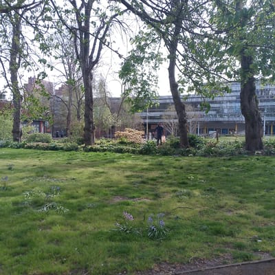 The image depicts a park in Coventry, United Kingdom. In the foreground is a green lawn interspersed with patches of small blue and purple flowers. Behind the lawn is a raised garden bed area with a variety of shrubs and flowering plants. A man is walking on the bed, carrying a yellow container. Behind the bed, trees line the edge of the park, partially obscuring a large building in the background. The building has a long, flat facade with many windows. The day is overcast, casting a soft light on the scene.