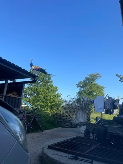 The image, likely taken in Ashford, United Kingdom, shows a sunny outdoor scene. A blue and white peacock is perched atop a corrugated metal roof structure. In the background, a white peacock displays its tail feathers. Clothes are hanging on a line in the mid-ground. Below and beside the white peacock, there is a bicycle and general yard clutter. The foreground includes part of a motor vehicle. The sky is clear and blue.