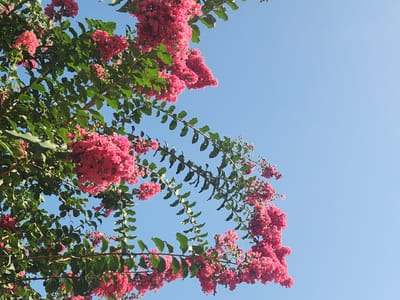 The image shows a low-angle view of a Crape Myrtle tree in bloom against a clear, bright blue sky. The branches are laden with clusters of vibrant pink flowers and lush green leaves. Sunlight illuminates the foliage and flowers, suggesting a sunny day. The scene is set outdoors, likely in a garden or park, as indicated by the presence of a flowering tree. The composition emphasizes the delicate beauty of the flowers and leaves against the vastness of the sky. The time of day appears to be daytime, given the brightness of the sunlight and the clear sky. There are no people or visible text in the image. The overall impression is one of natural beauty and a peaceful, sunny day.