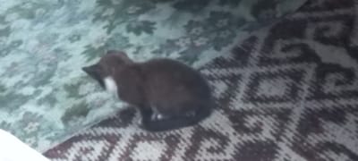 A black and white kitten is lying on a patterned rug. The rug has a light green and white floral pattern on the left side and a dark brown and white geometric pattern on the right side. The kitten is predominantly black with a white chest and paws. It appears to be looking to the left of the frame. The environment is likely indoors, given the presence of a rug.