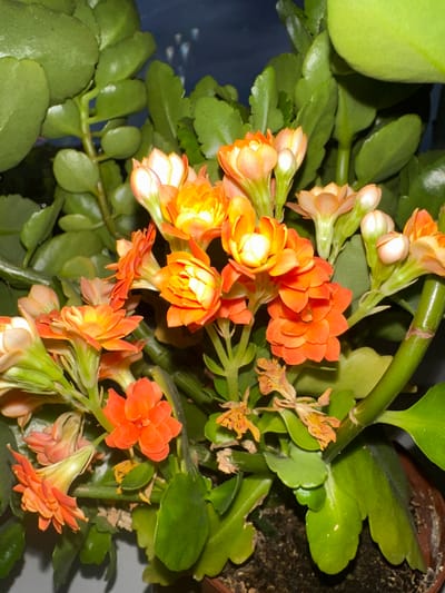 The image shows a close-up view of a blooming Kalanchoe plant with vibrant orange and yellow flowers. The flowers are clustered together, with some fully open and others still in bud. The plant has thick, succulent green leaves that are slightly scalloped along the edges. The background is dark and out of focus, with some hints of blue and white light reflections, suggesting an indoor setting with artificial lighting. The plant is in a brown pot, with soil visible at the bottom. There are no people or animals present in the image. The overall impression is one of lush, healthy growth and colorful blooms. This image does not provide any information about its location in the city of Żary, Poland.