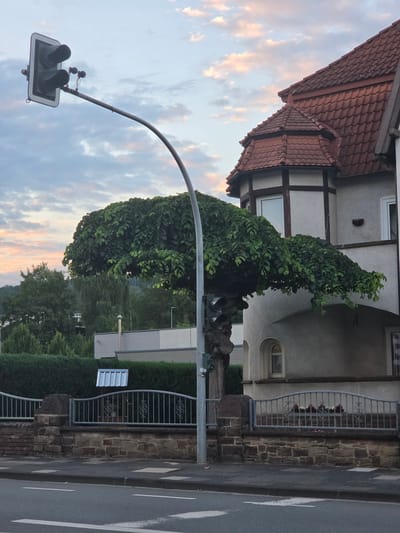 This image captures a unique street scene in Höxter, Germany, dominated by a traffic light post that has been integrated with a large, sculpted tree. The tree's branches have been trained to grow horizontally, creating a dense, leafy canopy that extends outwards over the sidewalk and street. The traffic light itself is positioned on a curved metal pole that arcs over the tree's structure.
To the right of the tree and traffic light is a two-story building with a distinctive half-timbered upper section and a red tile roof. The building's facade is a light gray stucco, and it features several windows, one with a curved arch. A small, decorative wall light is mounted on the wall near the upper floor window.
In the foreground, a paved sidewalk runs along a low, decorative fence. This fence is constructed with a stone base topped by wrought iron railings. Beyond the fence, a hedge forms a green barrier. The street in front of the sidewalk has clear white lane markings.
The sky above is partly cloudy, with soft hues of pink and orange indicating either sunrise or sunset. Lush green trees and foliage are visible in the background, suggesting a residential or semi-urban environment. The overall impression is one of an unusual and artful integration of natural elements with urban infrastructure.